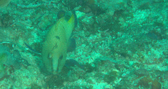 Cephalopholis argus