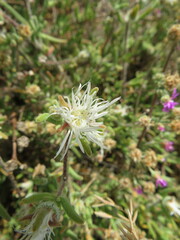 Drosanthemum calycinum
