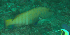 Cephalopholis argus