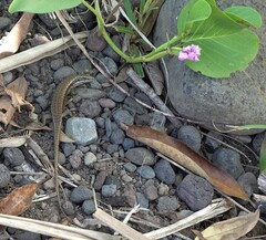 Trachylepis comorensis