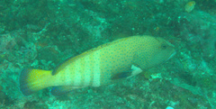 Cephalopholis argus