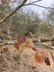 Cercis occidentalis