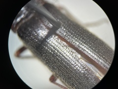 Melanotus longulus oregonensis