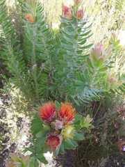 Leucospermum oleifolium
