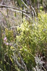 Erica lutea