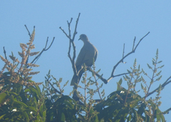 Streptopelia decaocto