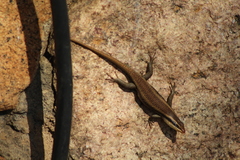 Trachylepis wahlbergii