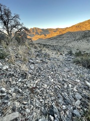 Johanneshowellia puberula