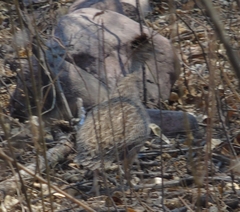 Nothoprocta cinerascens