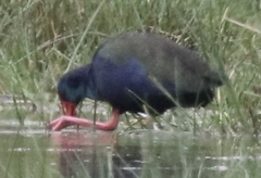 Porphyrio madagascariensis