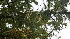 Tapinanthinae