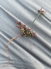 Johanneshowellia puberula