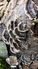 Trametes versicolor image