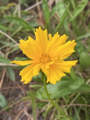 Coreopsis lanceolata