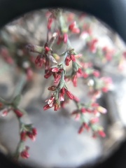 Johanneshowellia puberula