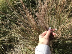 Schizachyrium scoparium