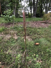 Andropogon virginicus