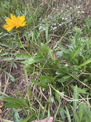 Coreopsis lanceolata