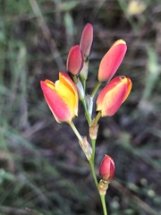Ixia dubia