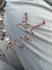 Johanneshowellia puberula