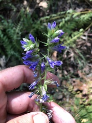Lobelia