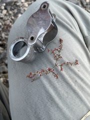 Johanneshowellia puberula