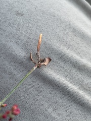 Johanneshowellia puberula