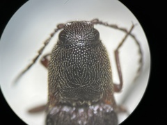 Melanotus longulus oregonensis