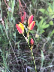 Ixia dubia