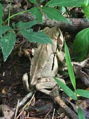 Rhinella ornata