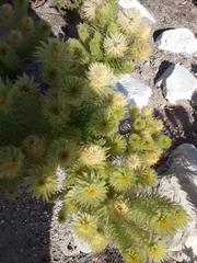 Phylica pubescens
