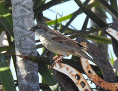 Passer domesticus