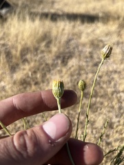Adenophyllum cooperi