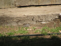 Columbina picui