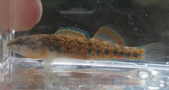 Etheostoma lawrencei
