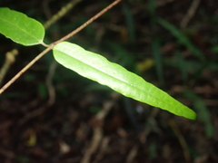 Parsonsia capsularis