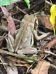 Rhinella ornata
