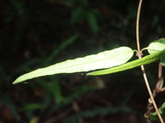 Parsonsia capsularis