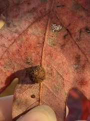 Acraspis pezomachoides