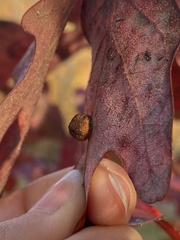 Acraspis pezomachoides