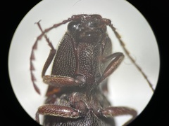 Melanotus longulus oregonensis