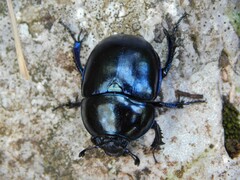 Geotrupidae