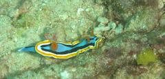 Chromodoris annae