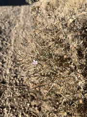 Stephanomeria pauciflora