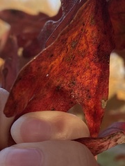 Acraspis pezomachoides