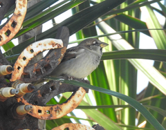 Passer domesticus