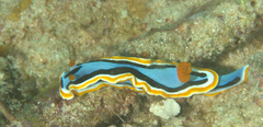 Chromodoris annae
