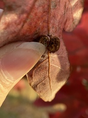 Acraspis pezomachoides