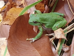 Hyla arborea