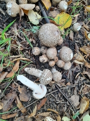 Agaricus bohusii